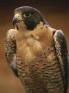 falcondoro