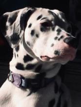 pauloregato
