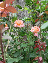 Giocatore: isabelirusta