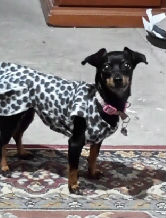 Player: tarcilaseffr