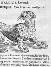 lynxvii