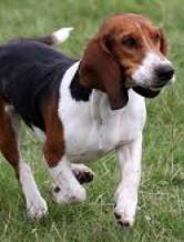 Jugador: lizandroviei