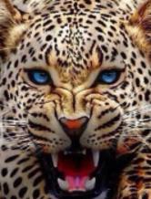 leopardoo