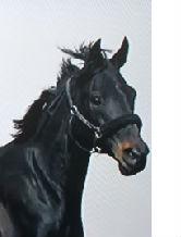vaicavalo1