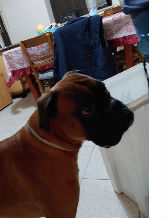 alberico33cd