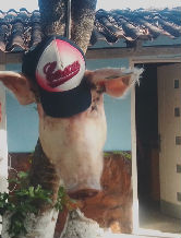 noslen19