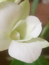 michelled087