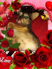 tinogome7f70