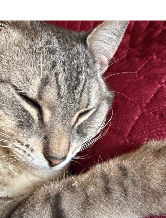 reddbull65