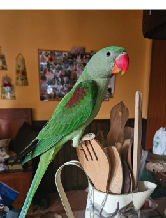 pedro72