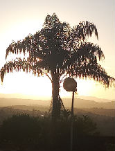 mdorotea