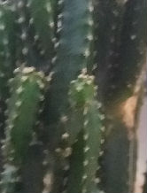 Jogador: jurandypetro