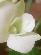michelled087